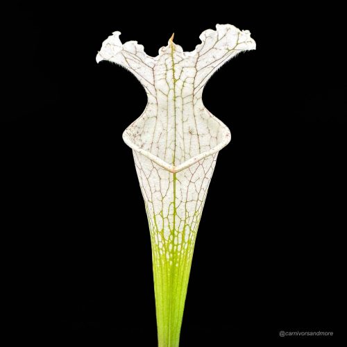 WkzVrlXiS5wuzuiNTzVC.jpg WkzVrlXiS5wuzuiNTzVC.jpg