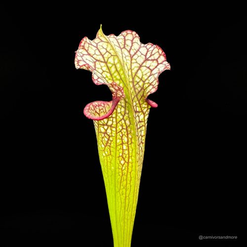 XQK0VjoEBO9OQA1SU4MR.jpg XQK0VjoEBO9OQA1SU4MR.jpg