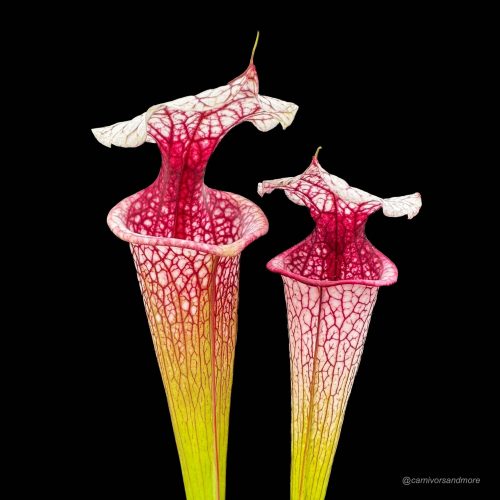 XjoJhQfgttD7ZWXx055X.jpg XjoJhQfgttD7ZWXx055X.jpg