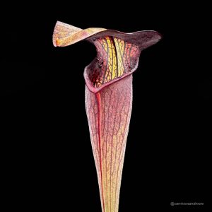 Sarracenia alata "Pubescent Black", DeSoto, Miss, old German clone