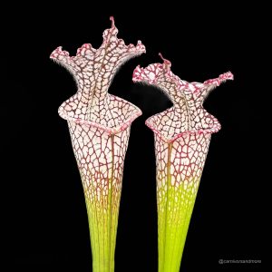 Sarracenia leucophylla "Helmut's Delight", imported from Australia in the 80's