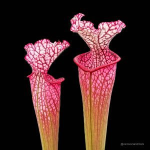 Sarracenia leucophylla "Red SL 2"