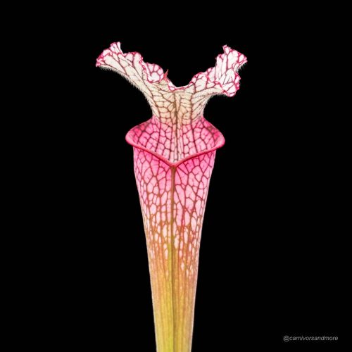 Yse7ie34iJ39VKh3s4AZ.jpg Yse7ie34iJ39VKh3s4AZ.jpg