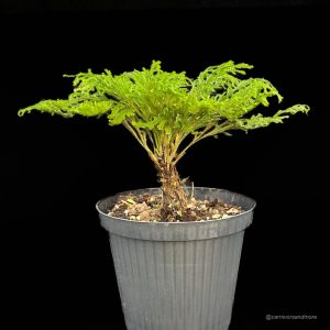 Sellaginella tamariscina