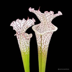 Sarracenia leucophylla "Tall Bright Pitchers"