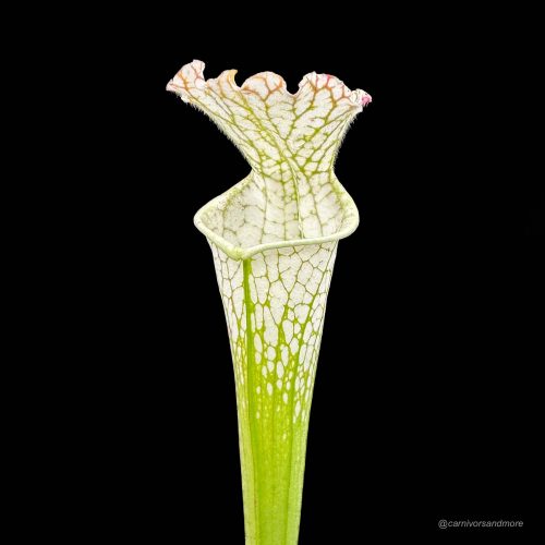 ZlUigrc8tUeDQIycyRzP.jpg ZlUigrc8tUeDQIycyRzP.jpg