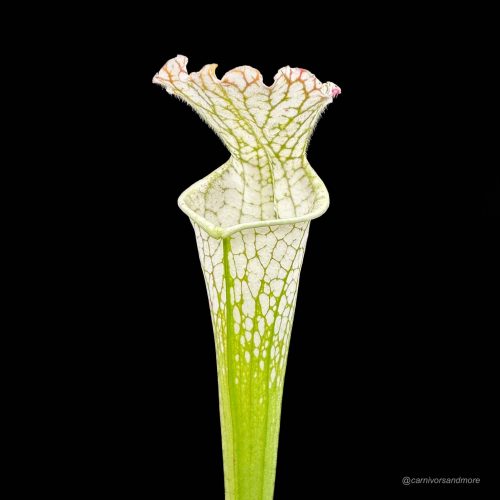 ZlUigrc8tUeDQIycyRzP.jpg ZlUigrc8tUeDQIycyRzP.jpg