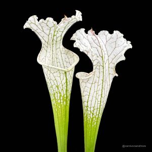 Sarracenia leucophylla "Imposter"