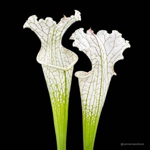 Sarracenia leucophylla "Imposter"