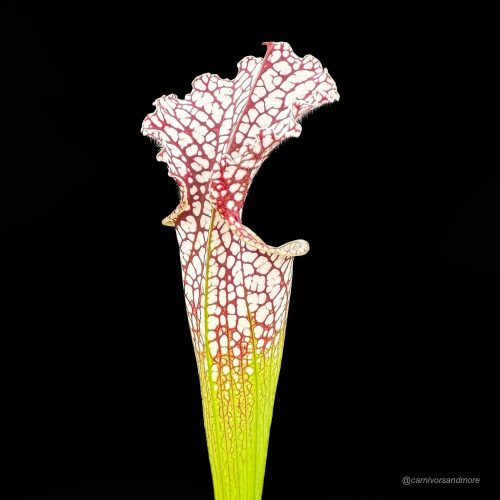 cBp3mCXE3e26a6ksFmyQ.jpg cBp3mCXE3e26a6ksFmyQ.jpg