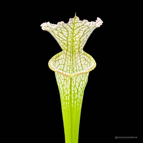 cWZ82UolnrH1MJXHyKlf.jpg cWZ82UolnrH1MJXHyKlf.jpg