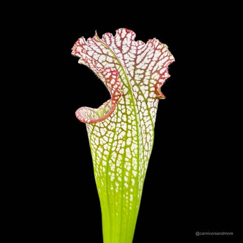 dl0ytXu3eIh42eKqiOOK.jpg dl0ytXu3eIh42eKqiOOK.jpg