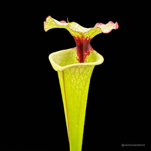 dv4o1C2OdajQT3Wu646C.jpg dv4o1C2OdajQT3Wu646C.jpg