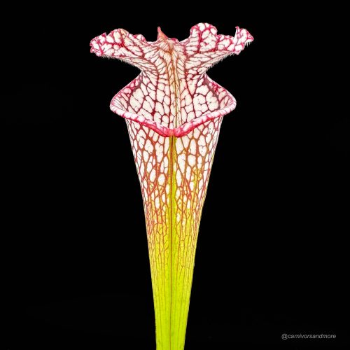 gn6V9LcMBOmRYSsBKPQq.jpg gn6V9LcMBOmRYSsBKPQq.jpg