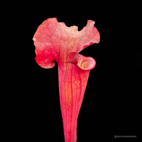 gpWZacLPv2kaoPSQFhXD.jpg gpWZacLPv2kaoPSQFhXD.jpg