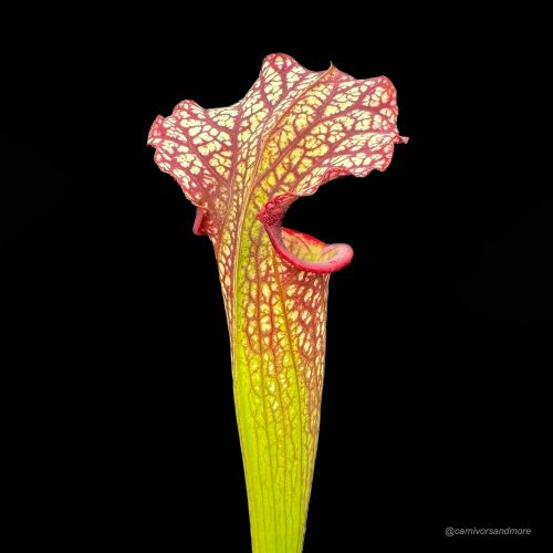 h1FirZ9LljRltQEQ9ozy.jpg h1FirZ9LljRltQEQ9ozy.jpg