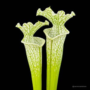 Sarracenia leucophylla "White/Green", SL L 10