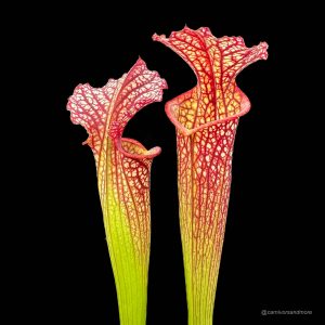 Sarracenia x moorei Elisabeth MK H 89