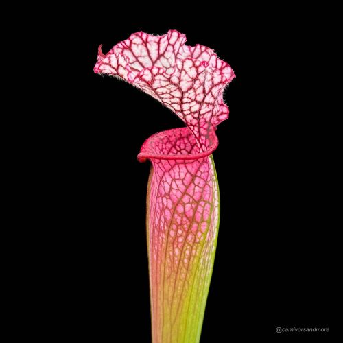 hXBZsV2KeWXbmWYMJCnr.jpg hXBZsV2KeWXbmWYMJCnr.jpg