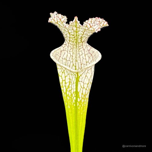 hvsA0xWTqgXrPQfgfA9B.jpg hvsA0xWTqgXrPQfgfA9B.jpg