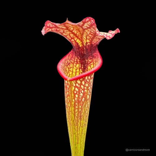 hwNAy99djVInks7h82He.jpg hwNAy99djVInks7h82He.jpg