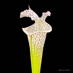 Sarracenia leucophylla "Giant White Pitchers", MK L 78, Santa Rosa Co.