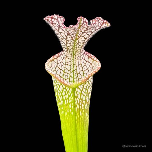 ir54nrTRwac6jsTJkamF.jpg ir54nrTRwac6jsTJkamF.jpg