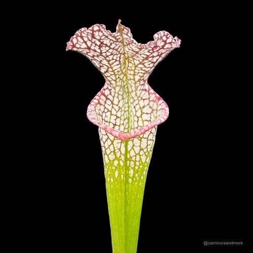 jO3Jq5Anoi3rhdFPQjz0.jpg jO3Jq5Anoi3rhdFPQjz0.jpg