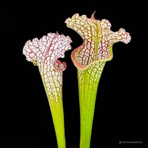 Sarracenia leucophylla "Very Large Autumn pitchers", Mobile Co.