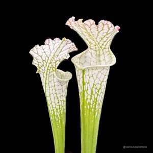 Sarracenia leucophylla "Green and White/Pubescent Pitchers", MK L 26