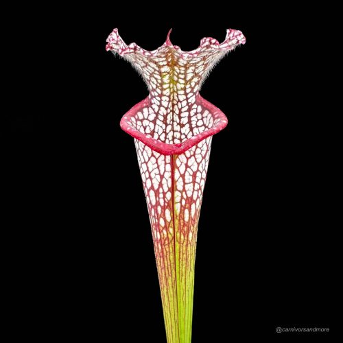 kPrwKHuUPBgnS9vgKk9n.jpg kPrwKHuUPBgnS9vgKk9n.jpg