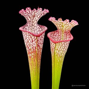 Sarracenia leucophylla, ex M. Srba, Cerv Duris x Yellow River