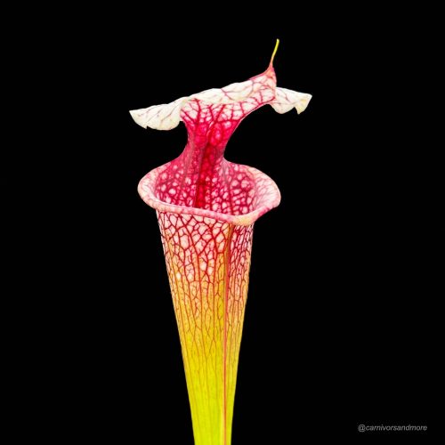 lRLii4F2PzSqwsIlTA8J.jpg lRLii4F2PzSqwsIlTA8J.jpg