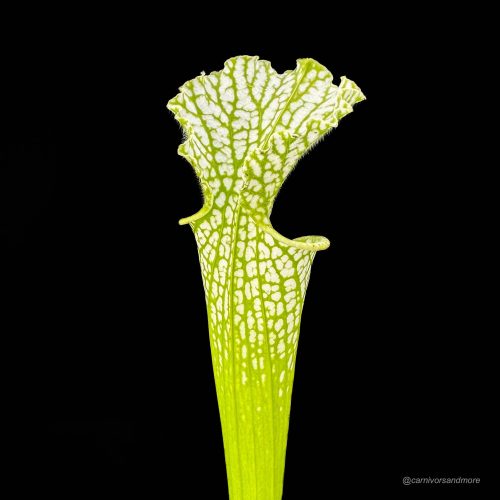 lUhbpJOeMqcS3aeIBk5A.jpg lUhbpJOeMqcS3aeIBk5A.jpg