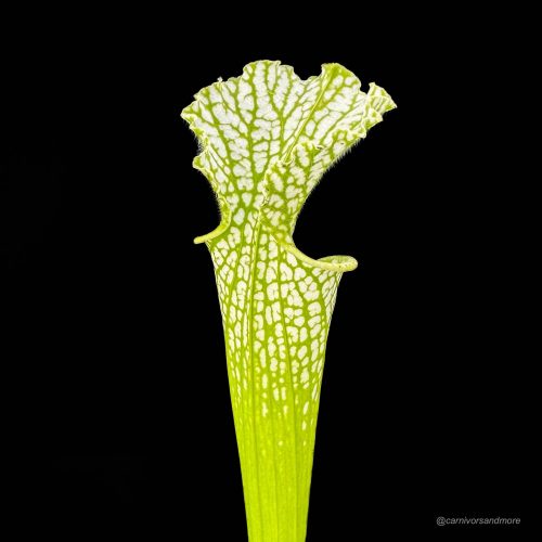 lUhbpJOeMqcS3aeIBk5A.jpg lUhbpJOeMqcS3aeIBk5A.jpg