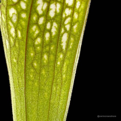 lm01lYy9wvTlKpcs60M6.jpg lm01lYy9wvTlKpcs60M6.jpg