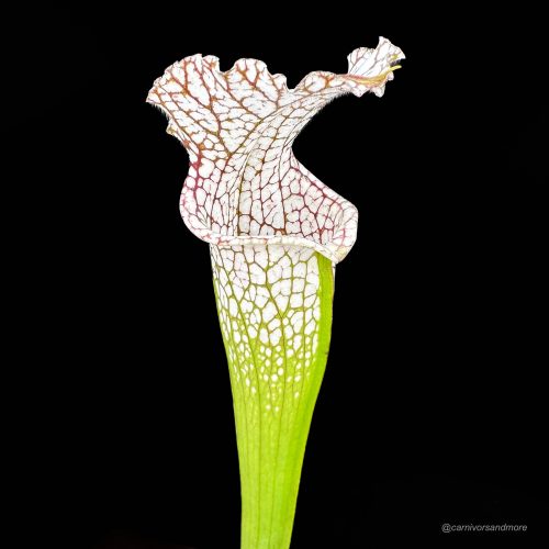 mnmtz8iycQdS01v2DCzx.jpg mnmtz8iycQdS01v2DCzx.jpg