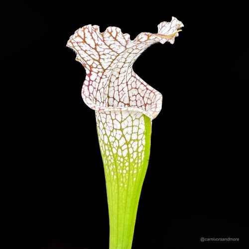 mnmtz8iycQdS01v2DCzx.jpg mnmtz8iycQdS01v2DCzx.jpg