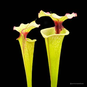 Sarracenia x Legacy, ex M. Wang