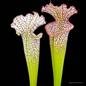 Sarracenia leucophylla "Red/White" A1, own selection