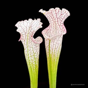 Sarracenia leucophylla "Red and White, introgressed with alata ?", Citronelle, Al, MK L 39a
