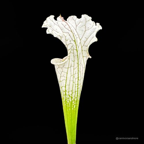 oEL2fKSF6To7w8bKvKiS.jpg oEL2fKSF6To7w8bKvKiS.jpg