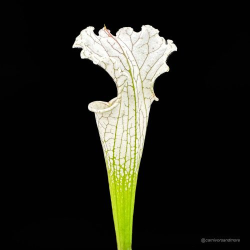 oEL2fKSF6To7w8bKvKiS.jpg oEL2fKSF6To7w8bKvKiS.jpg