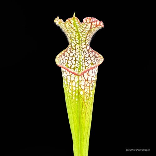 oVGOO83y8NW1tTfolVbx.jpg oVGOO83y8NW1tTfolVbx.jpg