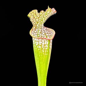 Sarracenia leucophylla, Baldwin Co., Al, MK L 20c