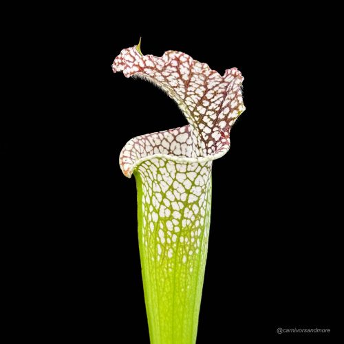 oqSoP7nVWukBrBYLuhq8.jpg oqSoP7nVWukBrBYLuhq8.jpg