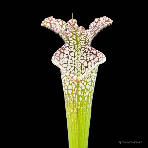 pGgZHtgVxcMifzwXiNLH.jpg pGgZHtgVxcMifzwXiNLH.jpg