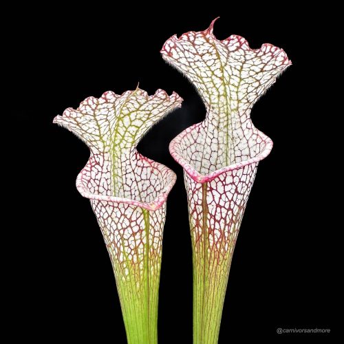 qf8Cf5UmgWSjQcr9o5zy.jpg qf8Cf5UmgWSjQcr9o5zy.jpg