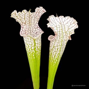 Sarracenia leucophylla, Milton Co. x Yellow River