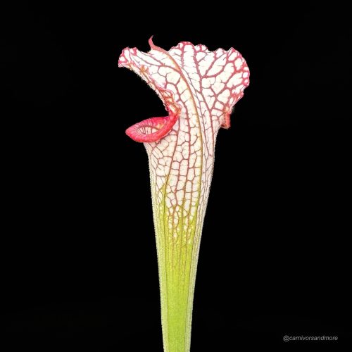 tHiOt7LVCj9iqilfQhnn.jpg tHiOt7LVCj9iqilfQhnn.jpg